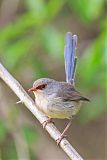 Variegated Fairywren